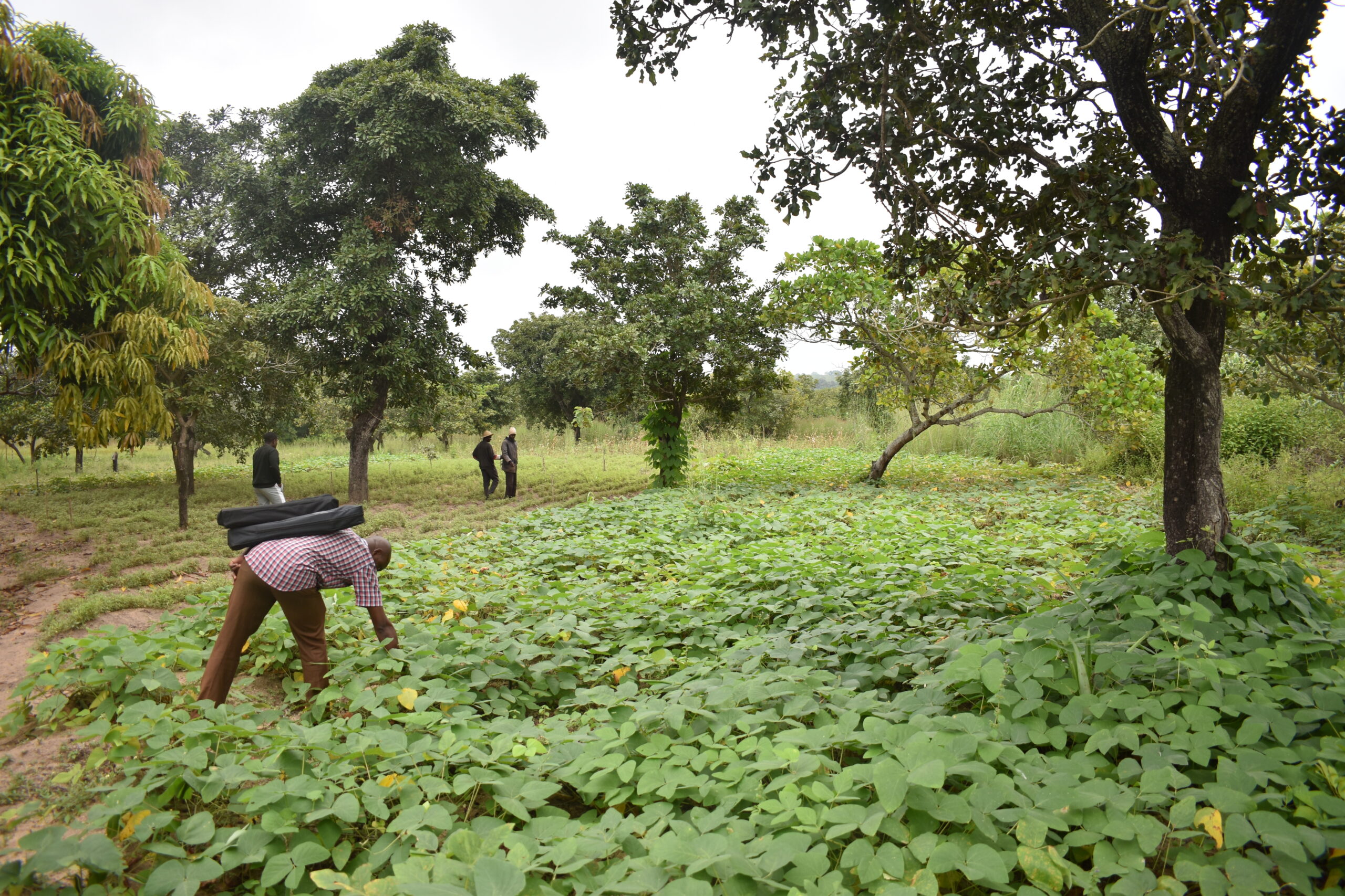 A la croisée de l'agroécologie et des systèmes alimentaires: Découvrez des systèmes de développement de produits locaux en Afrique de l'Ouest