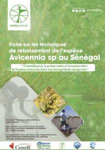 Fiche sur les techniques de reboisement de l’espèce Avicennia au Sénégal : Un Outil pour la Résilience Climatique et la Préservation de la Biodiversité dans les zones côtières